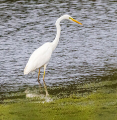 aigrette