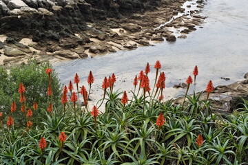 aloe arborescens plant near the sea