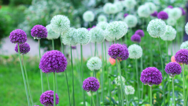 Flowers allium (Allium Giganteum), rocambole, anzur in spring garden.