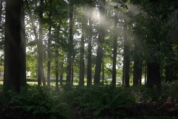 Rayons de soleil dans la forêt
