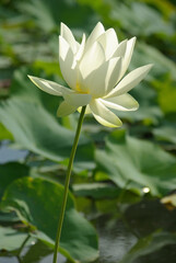 Obraz premium Lotus blanc en été au jardin d'eau
