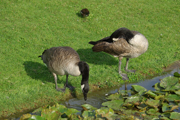 Oies bernache du Canada au bord du lac