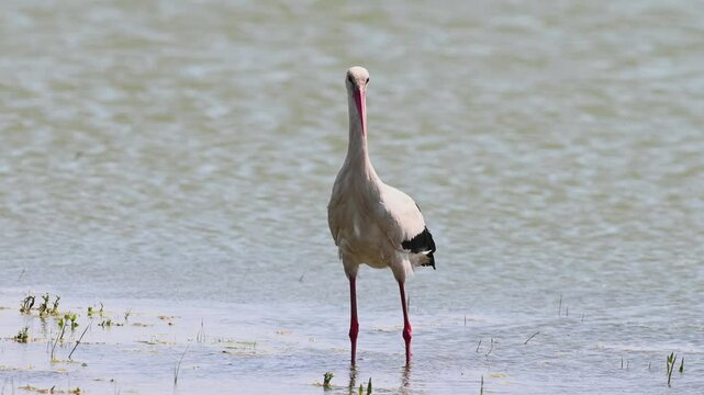 Stork resting by the lake. Lake Manyas, Turkey. White Stork, Ciconia ciconia.