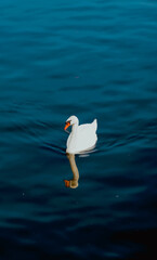 white swan on blue water
