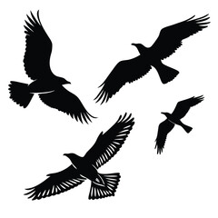 Birds silhouette vector collection white background.