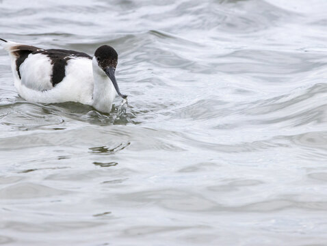 avocette &eacute;l&eacute;gante