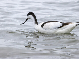 avocette élégante