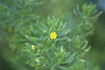 Suriana maritima - Bay Cedar
