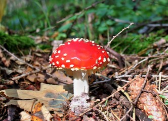 Roter Pilz