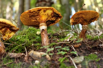 Fototapeta premium Pilze im Wald