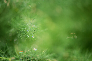 Dew drops on dill plants - abstract background, soft focus, copy space.