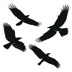 Birds silhouette vector collection white background.