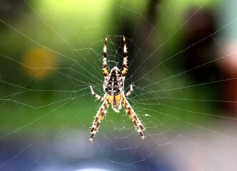 Kreuzspinne