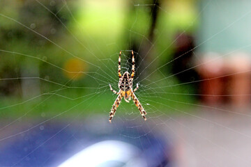 Spinne