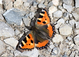 Schmetterling