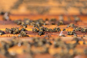 Close up of bees on honeycomb in apiary - selective focus, copy space.