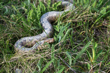 Obraz premium Vipera ammodytes. Close-up of Vipera ammodytes crawling in the grass. Selective focus.