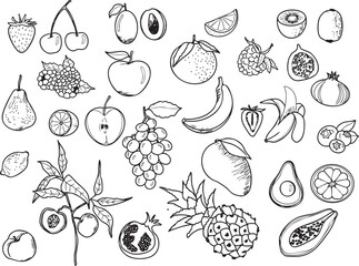 Ensemble illustration fruit agrume exotique de saison été printemps vecteur ligne noir