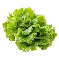 bunch of fresh lettuce leaves, isolated on a white background
