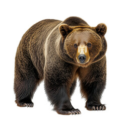 Fototapeta premium Realistic and Detailed Image of a Brown Bear on Plain Bright Transparent Background