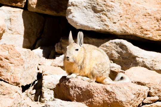 Southern viscacha close up,Bolivia