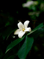 white flower on green