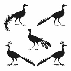 Lyrebird icon set black silhouette icon vector