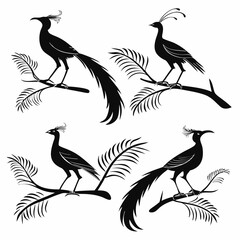 Lyrebird icon set black silhouette icon vector