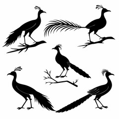 Lyrebird icon set black silhouette icon vector