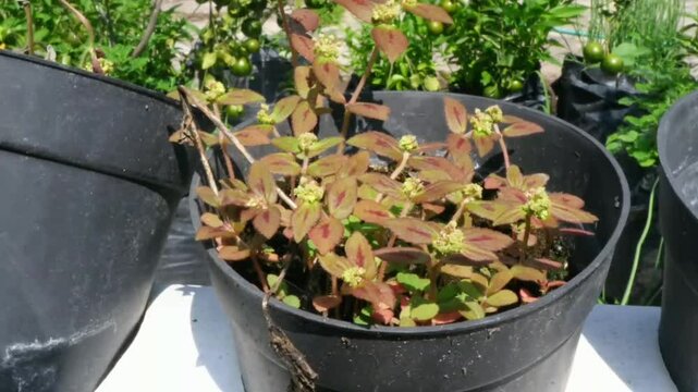 Euphorbia hirta plant growing in a black pot under the sun.