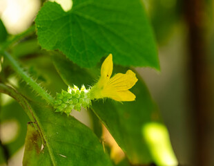 Fleur du  fruit Cucumis metulifer appelé le kiwano