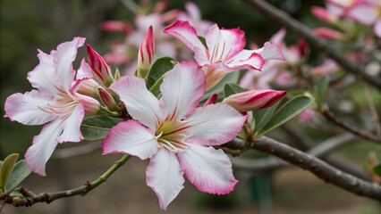 Exquisite Bonsai Tree with Delicate White Blossoms