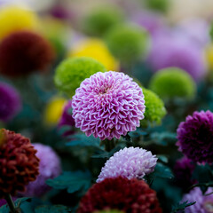close up of a pink flower