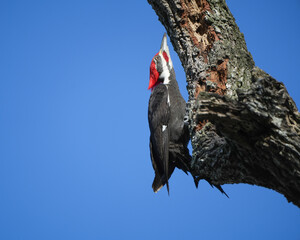 Pileated Woodpecker going up a tree