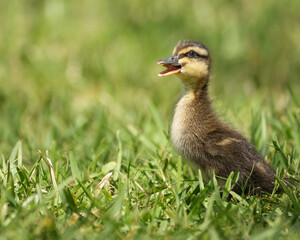 Mallard Duckling with beak open