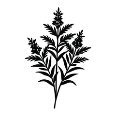 Fototapeta premium goldenrod vector illustrator