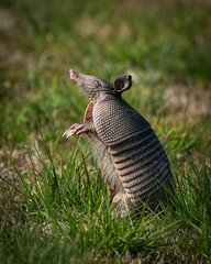 Armadillo standing up
