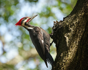 Pileated Woodpecker on a tree