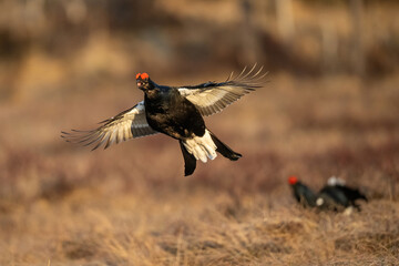 Black grouse (Lyrurus tetrix). Bird rising swiftly in mid-air during territorial display. Open moorland with dry grass. Vivid courtship moment frozen in early sunlight.