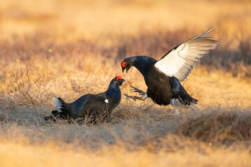 Black Grouse (Lyrurus tetrix). Grouse Pair Clash in Fierce Battle with Spread Wings. Dry tundra at sunrise with a reddish-gold hue. The frozen moment of airborne duel exudes raw power and tension.
