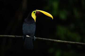 Chestnut-mandibled Toucan (Ramphastos swainsonii). Toucan sitting calmly on a thin branch. Deep...