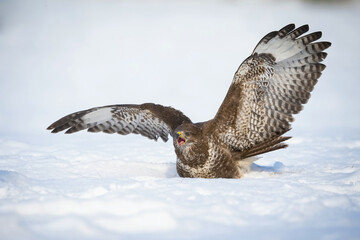 Common Buzzard (Buteo buteo). Buteo buteo spreads wings wide in a defensive posture while standing deep in snow. Open snowy field with no visible vegetation.