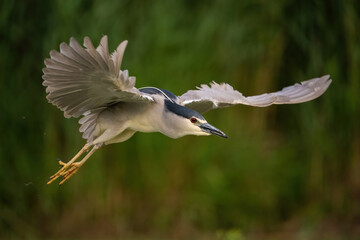 Black-crowned Night Heron (Nycticorax nycticorax). Night heron glides silently with wings spread during low-level flight. Lush riverside vegetation. Its striking red eye pierces through the greenery.