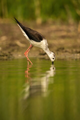 Black-winged Stilt (Himantopus himantopus). Stilt dips beak into green water while feeding in shallow pond. Wetland shore with tall blurred grasses. The perfect mirror reflection enhances serenity.