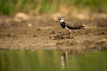 Northern Lapwing (Vanellus vanellus). Lapwing stands with prey in its beak while foraging near muddy water edge. Moist earthy riverbank. The elegant crest and alert eyes draw instant attention.
