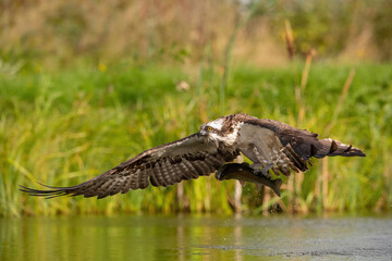 Osprey (Pandion haliaetus). Bird Flying Low Holding Fish in Talons. Green riverbank with scattered reeds. Tension and precision as predator escapes with fresh catch.
