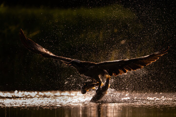 Osprey (Pandion haliaetus). Bird grabs fish in dynamic backlight with wings wide open. Dark river...