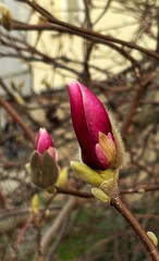 Magnolia bud ready to bloom, macro photo 