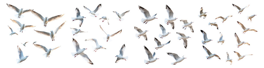 Obraz premium Group of Flying Birds in Formation Against a Clear Blue Sky, PNG bundle collection, Isolated on Transparent Background, PNG bundle collection, Isolated on Transparent Background