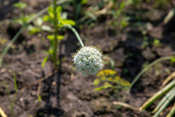 Flowering onion plants in the garden in summer.
